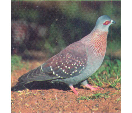 Paloma de Ghana (Columba guinea). Apéndice III.